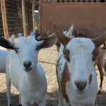 Curious Goats